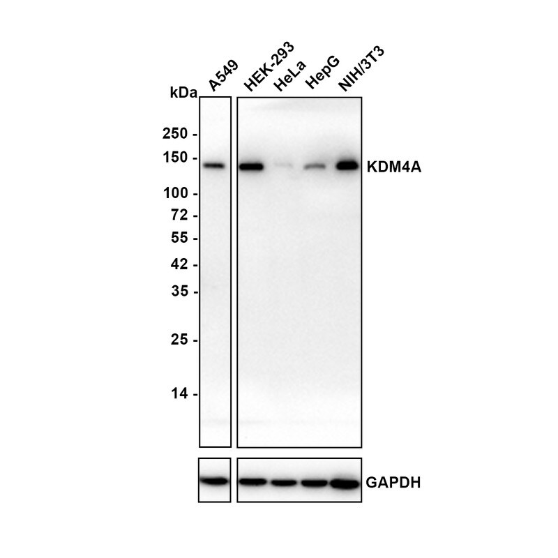 Lysine (K)-specific Demethylase 4A/KDM4A/JMJD2A Antibody (PSH03-67) Western Blot: Lysine (K)-specific Demethylase 4A/KDM4A/JMJD2A Antibody (PSH03-67) [NBP3-32493]