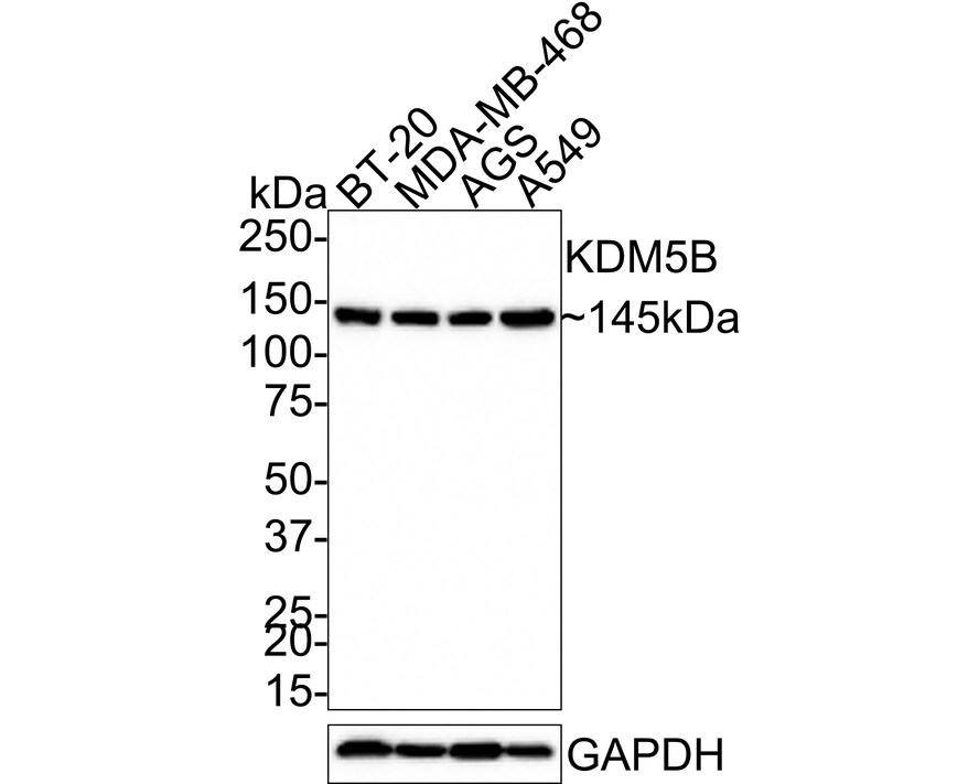 Lysine (K)-specific Demethylase 5B/KDM5B/JARID1B Antibody (PSH03-97)