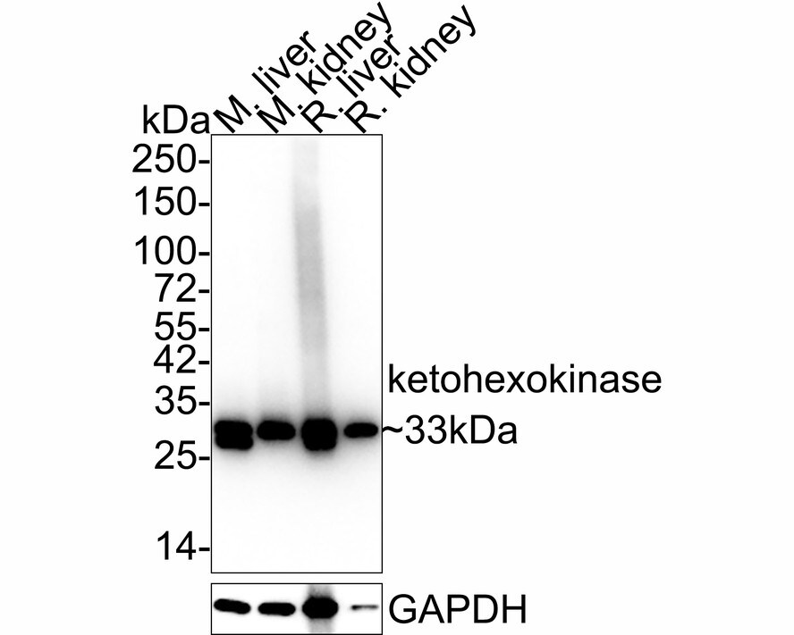 Ketohexokinase Antibody (PSH03-19) Western Blot: Ketohexokinase Antibody (PSH03-19) [NBP3-32497]