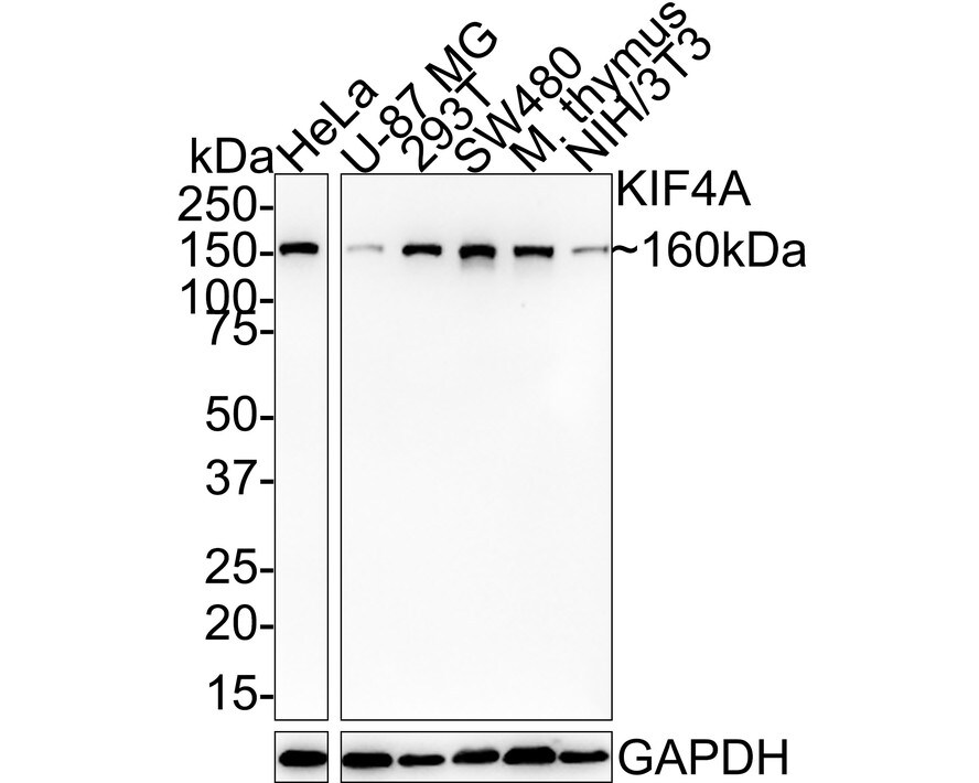 Kif4A Antibody (JE38-91) Western Blot: Kif4A Antibody (JE38-91) [NBP3-32502]