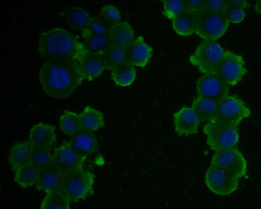Kir2.1 Antibody (JE54-56)