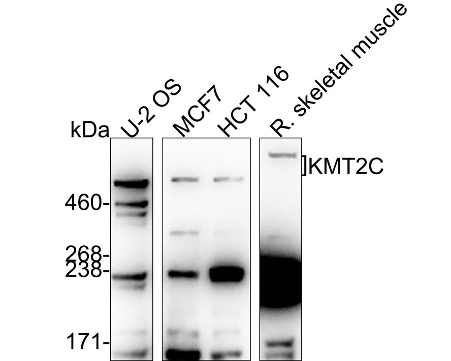 MLL3 Antibody (PSH02-11) Western Blot: MLL3 Antibody (PSH02-11) [NBP3-32507]