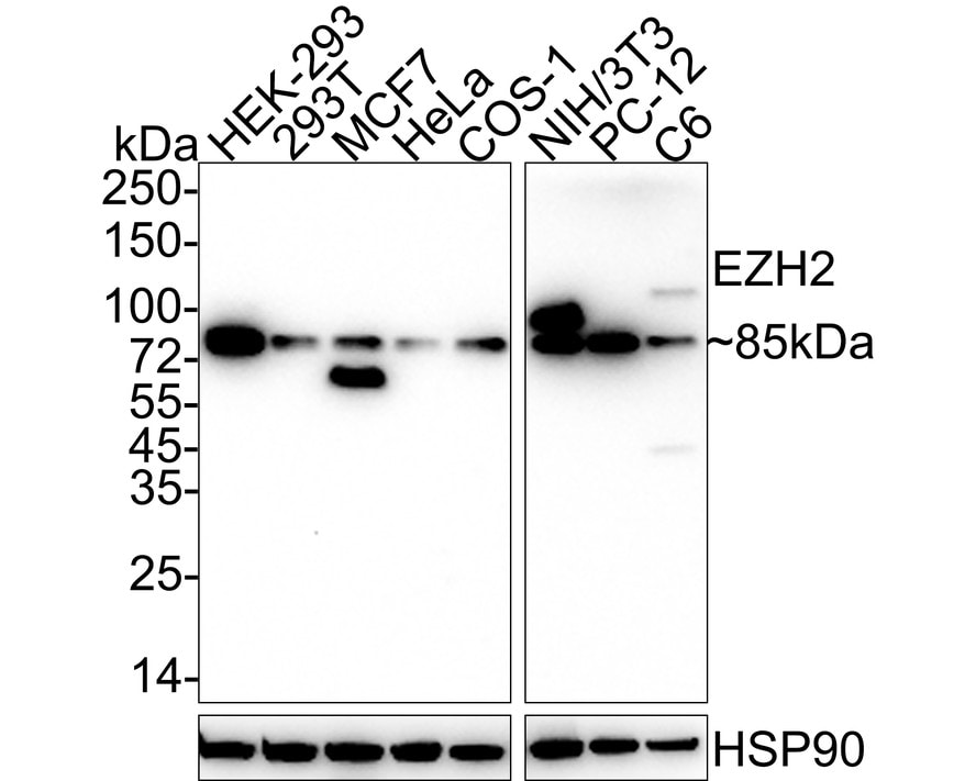 EZH2/KMT6 Antibody (PSH04-14) Western Blot: EZH2/KMT6 Antibody (PSH04-14) [NBP3-32509]