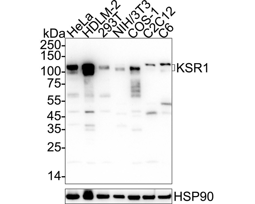 KSR1 Antibody (JE57-75) Western Blot: KSR1 Antibody (JE57-75) [NBP3-32512]