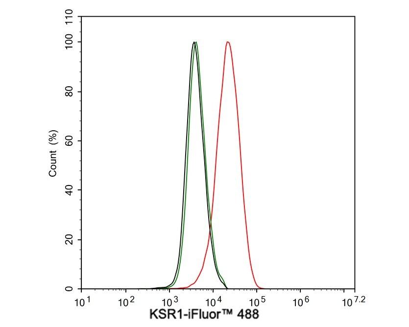 KSR1 Antibody (JE57-75)