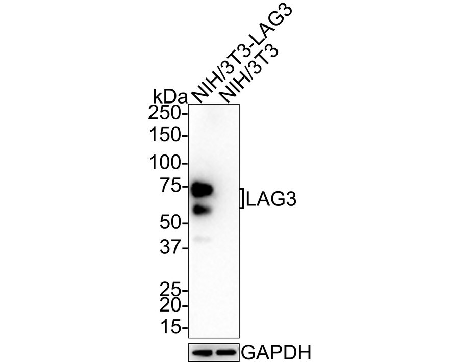 LAG-3 Antibody (PSH0-42)