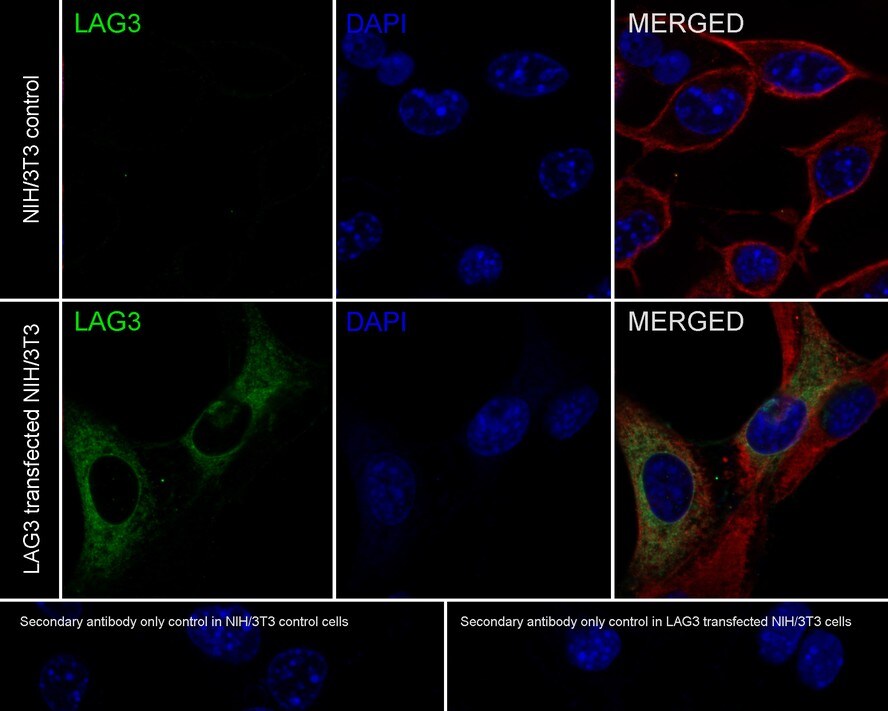 LAG-3 Antibody (PSH0-42)