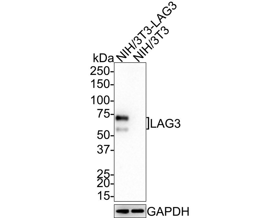 LAG-3 Antibody (PSH0-43)