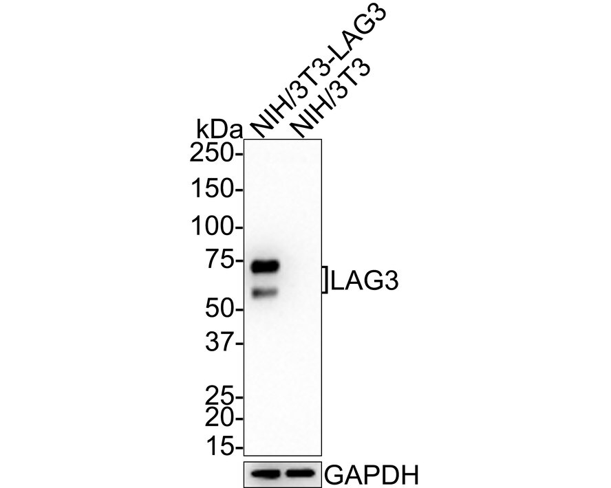LAG-3 Antibody (PSH0-44)
