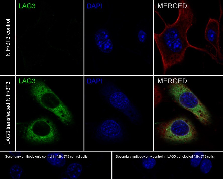 LAG-3 Antibody (PSH0-44)