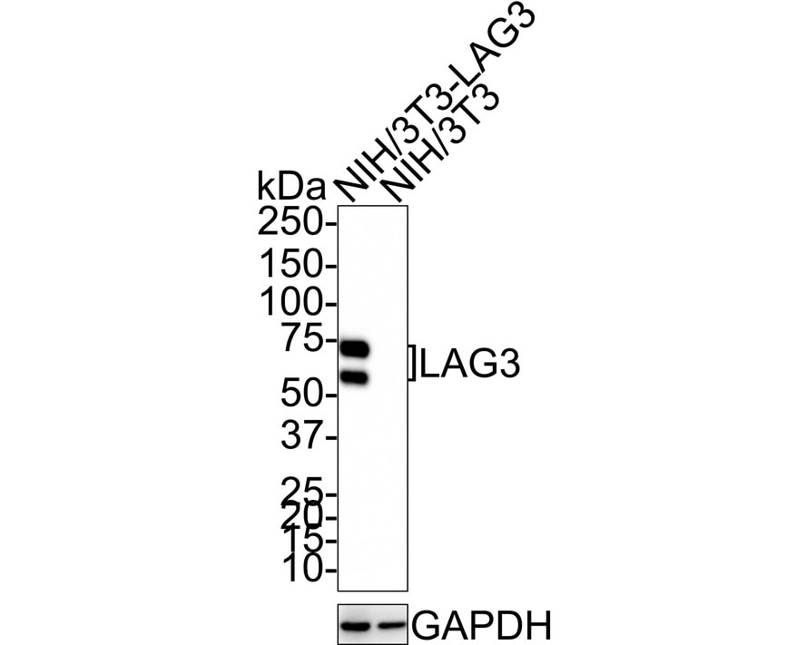 LAG-3 Antibody (PS01-33)