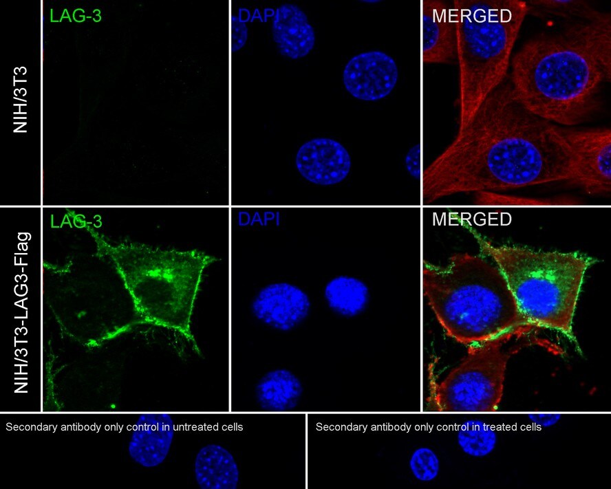 LAG-3 Antibody (PS01-33)