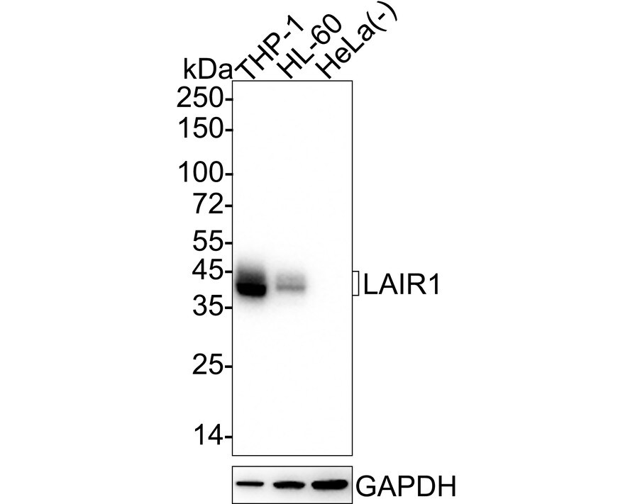 LAIR1 Antibody (PSH04-50) Western Blot: LAIR1 Antibody (PSH04-50) [NBP3-32517]