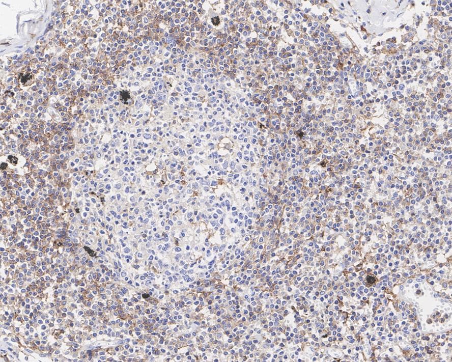 LAIR1 Antibody (PSH04-50)