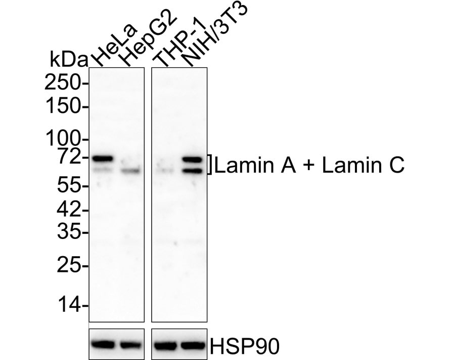 Lamin A + C Antibody (A6F5-R)