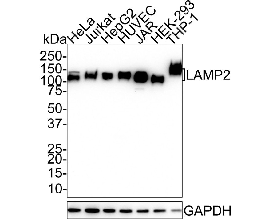 LAMP-2/CD107b Antibody (D3-D8-D3-R) Western Blot: LAMP-2/CD107b Antibody (D3-D8-D3-R) [NBP3-32523]