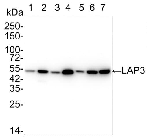 LAP3 Antibody (PSH01-26)
