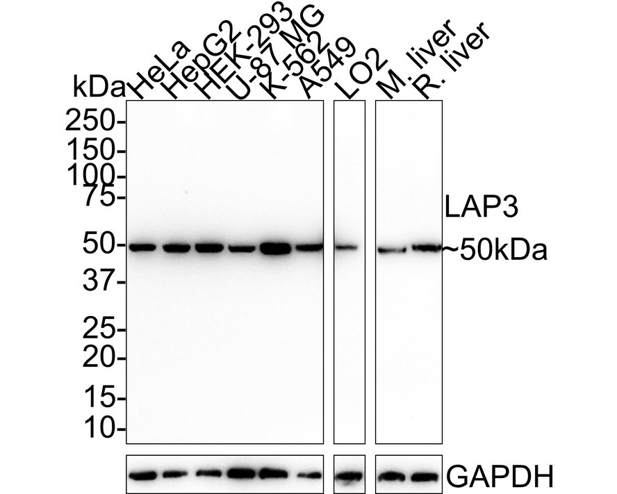 LAP3 Antibody (PSH01-34) Western Blot: LAP3 Antibody (PSH01-34) [NBP3-32526]