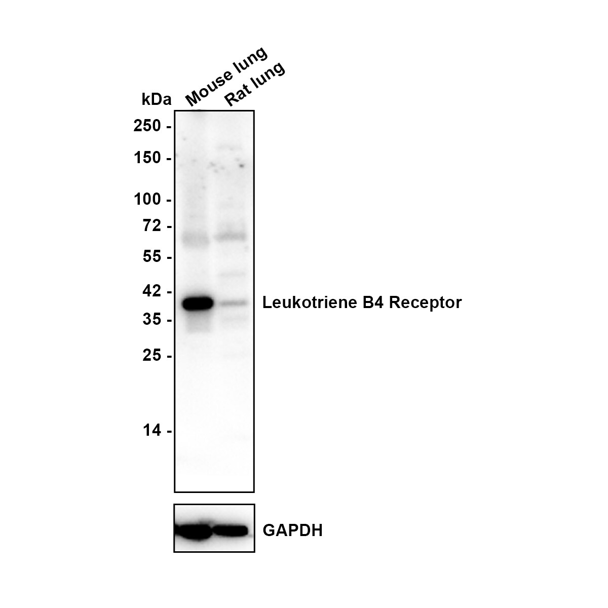 Leukotriene B4 R1 Antibody (JE58-77) Western Blot: Leukotriene B4 R1 Antibody (JE58-77) [NBP3-32529]