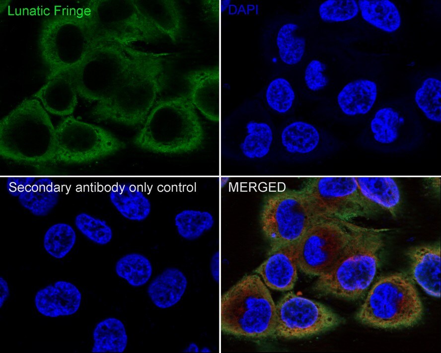 Lunatic Fringe Antibody (JE66-62)
