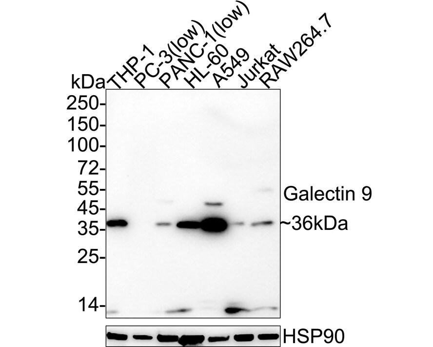 Galectin-9 Antibody (PSH02-44) Western Blot: Galectin-9 Antibody (PSH02-44) [NBP3-32531]