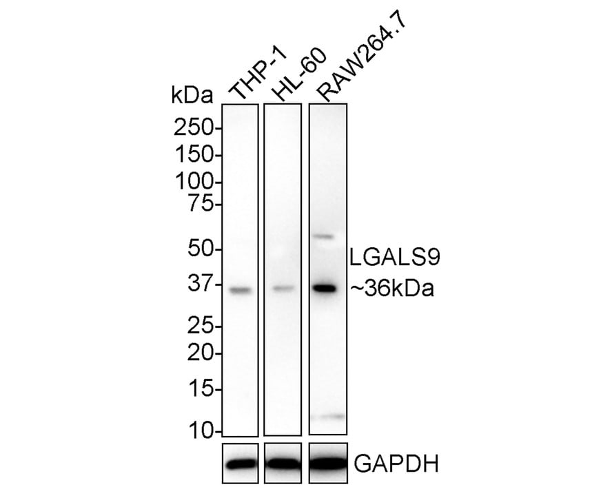 Galectin-9 Antibody (PSH02-44)