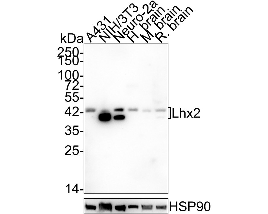 LHX2 Antibody (JE54-99) Western Blot: LHX2 Antibody (JE54-99) [NBP3-32533]