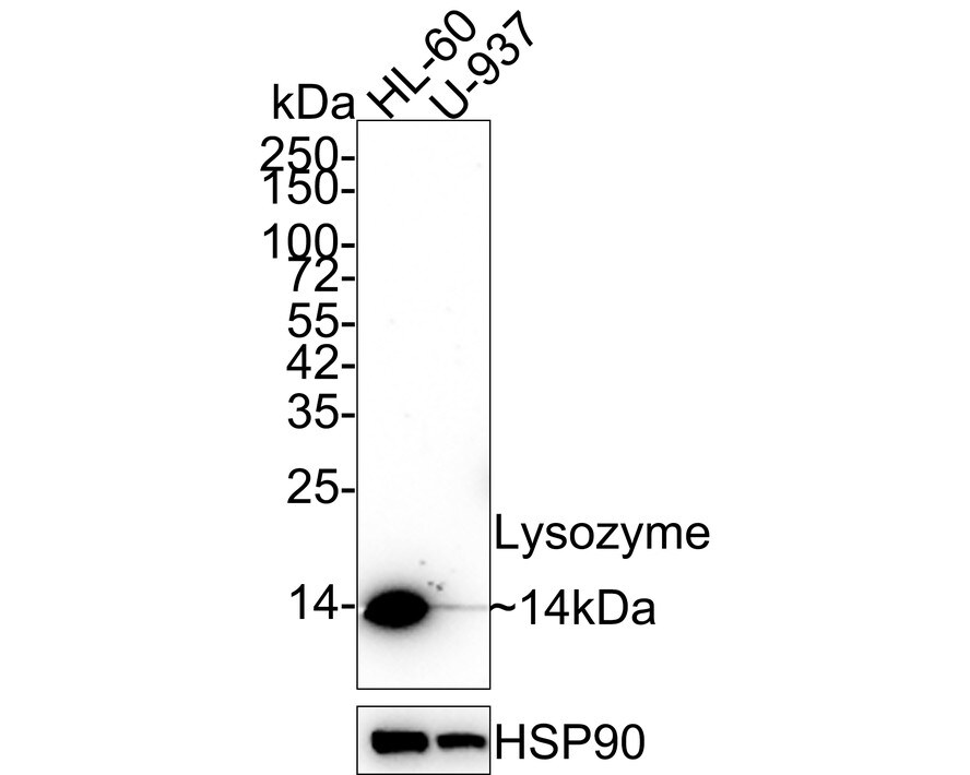 Lysozyme Antibody (A5A8-R) Western Blot: Lysozyme Antibody (A5A8-R) [NBP3-32552]