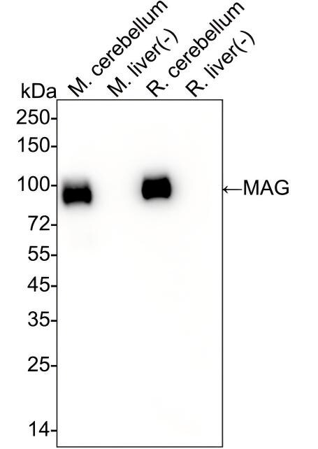 MAG/Siglec-4a Antibody (PSH02-41) Western Blot: MAG/Siglec-4a Antibody (PSH02-41) [NBP3-32557]