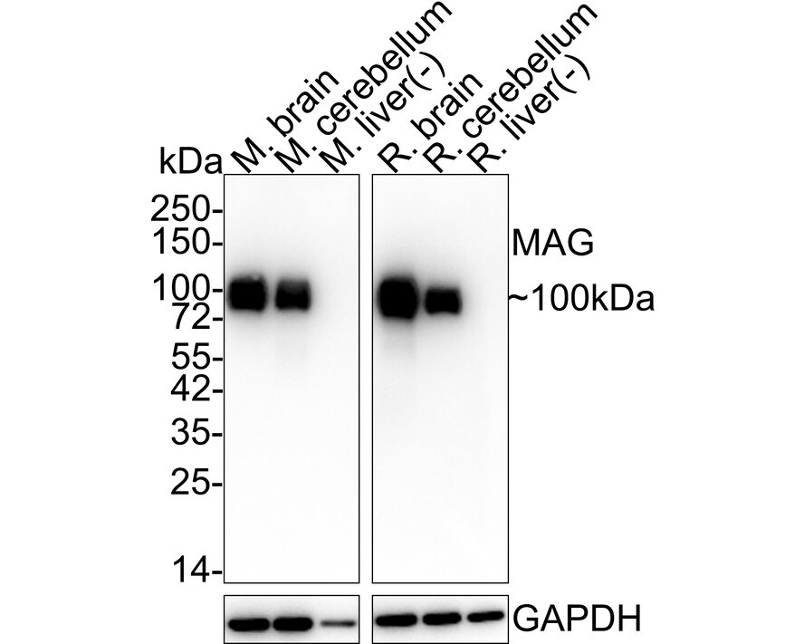 MAG/Siglec-4a Antibody (PSH02-41) Western Blot: MAG/Siglec-4a Antibody (PSH02-41) [NBP3-32557]