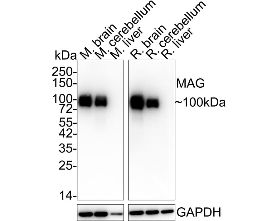 MAG/Siglec-4a Antibody (PSH02-41)
