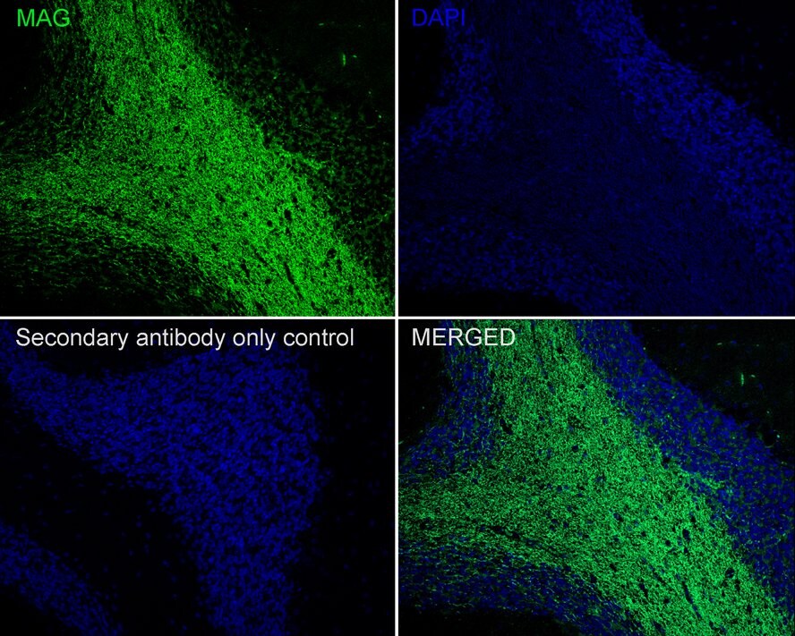 MAG/Siglec-4a Antibody (PSH02-41)