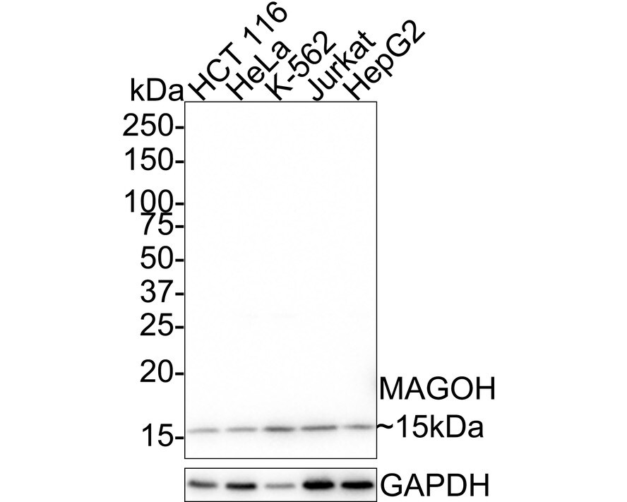 MAGOH Antibody (JE33-53) Western Blot: MAGOH Antibody (JE33-53) [NBP3-32560]