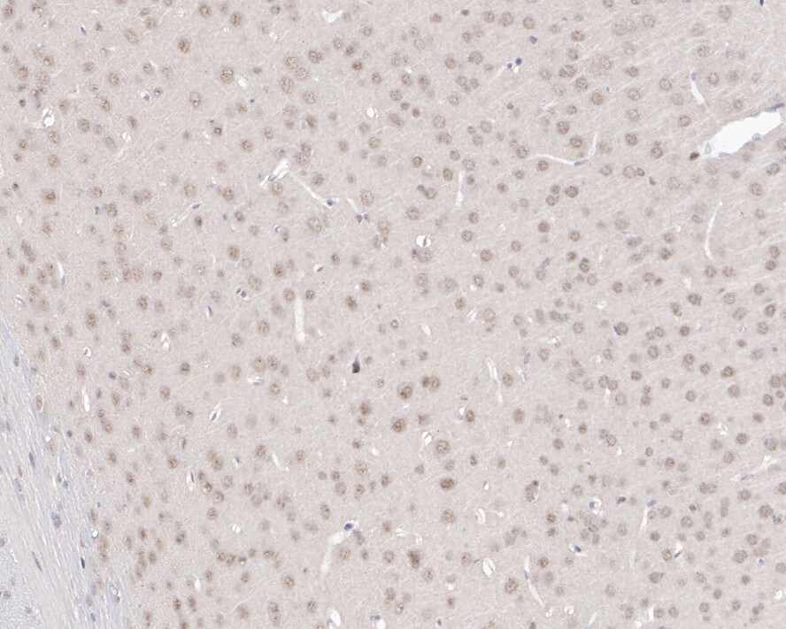 MAGOH Antibody (JE33-53)