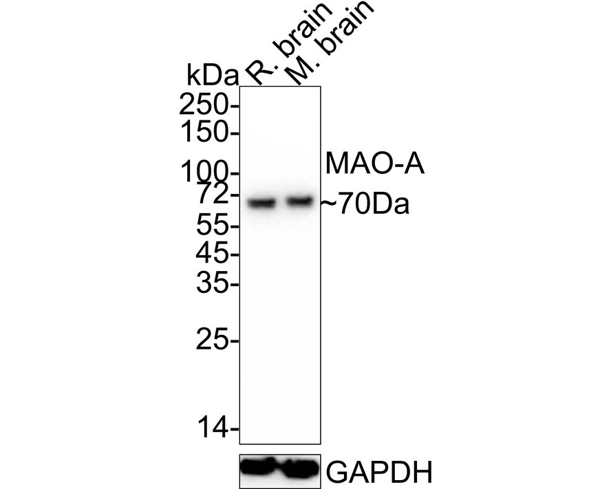 MAO-A Antibody (5D1-R) Western Blot: MAO-A Antibody (5D1-R) [NBP3-32566]