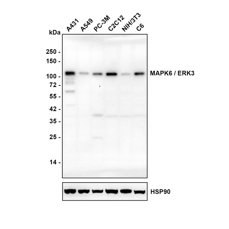 ERK3/MAPK6 Antibody (PSH03-39) Western Blot: ERK3/MAPK6 Antibody (PSH03-39) [NBP3-32567]