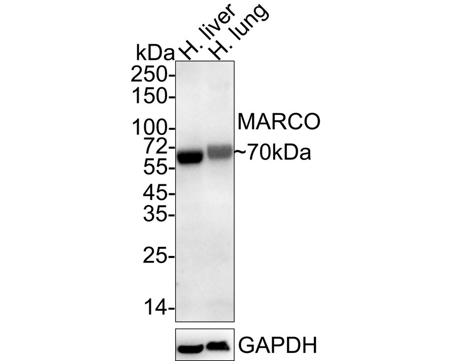 MARCO Antibody (PSH04-31) Western Blot: MARCO Antibody (PSH04-31) [NBP3-32568]