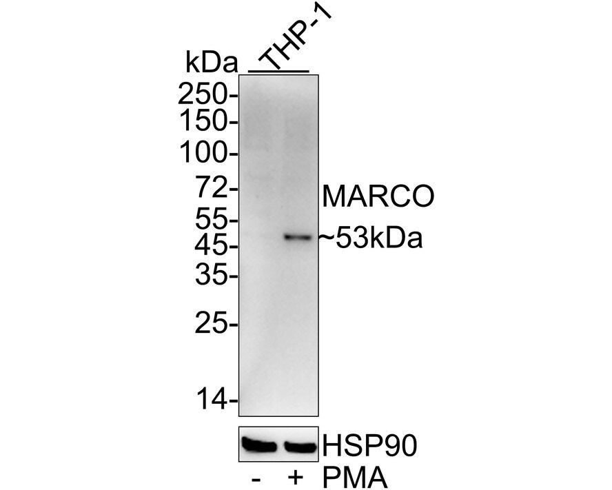 MARCO Antibody (PSH04-31) Western Blot: MARCO Antibody (PSH04-31) [NBP3-32568]