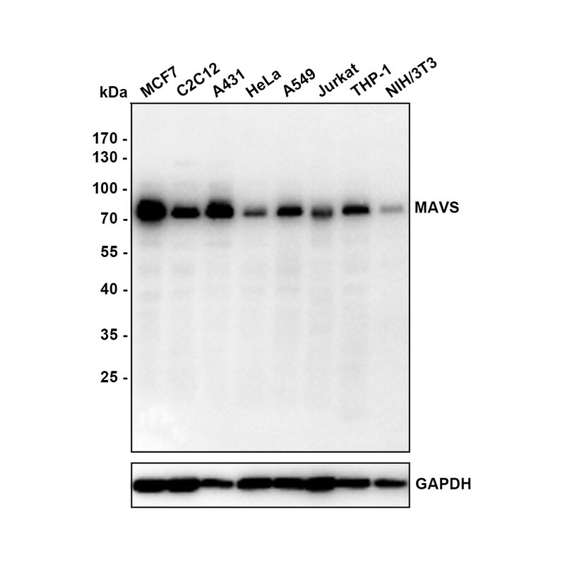 MAVS Antibody (PSH0-30) Western Blot: MAVS Antibody (PSH0-30) [NBP3-32569]