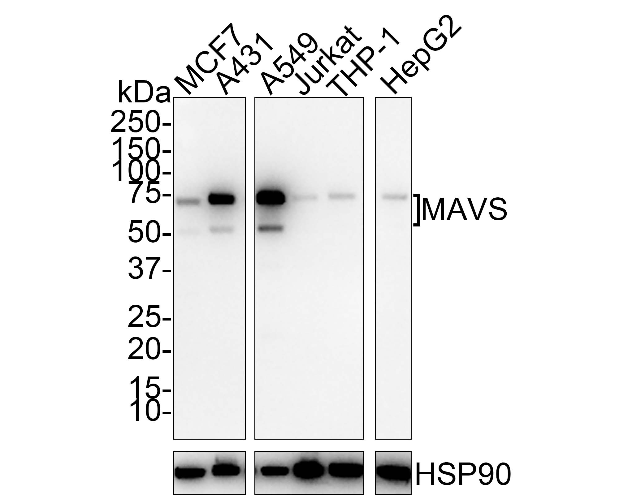 MAVS Antibody (PSH01-65) Western Blot: MAVS Antibody (PSH01-65) [NBP3-32570]