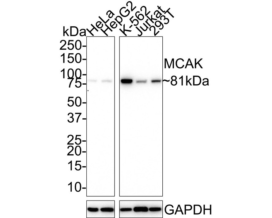 KIF2C Antibody (PSH01-51) Western Blot: KIF2C Antibody (PSH01-51) [NBP3-32575]