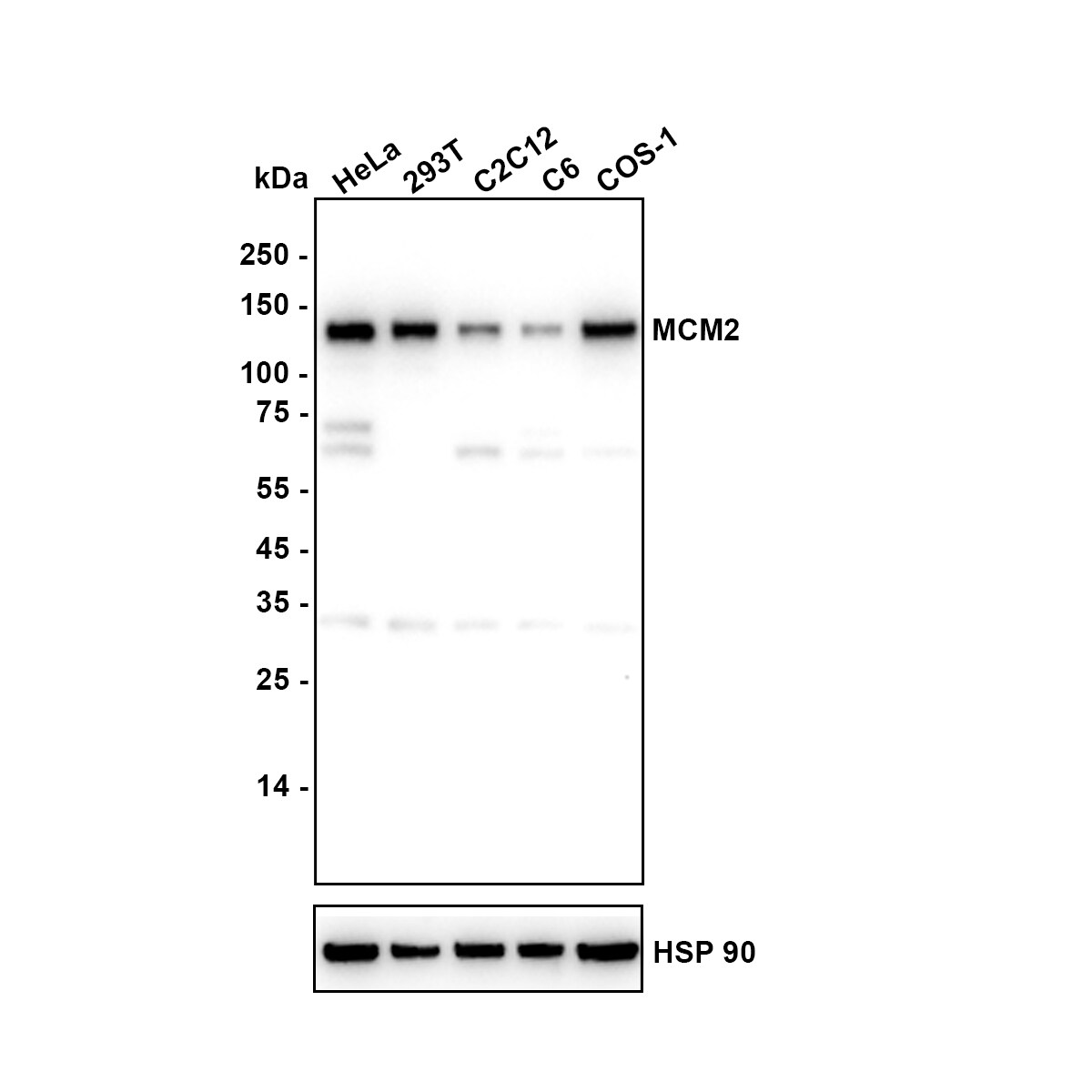 MCM2 Antibody (PD00-90) Western Blot: MCM2 Antibody (PD00-90) [NBP3-32576]