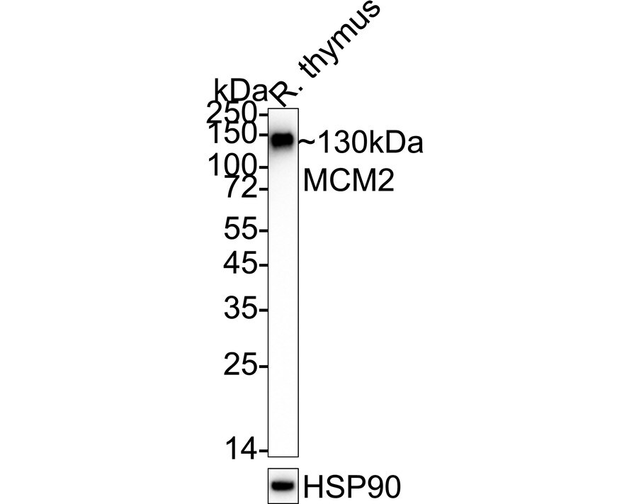 MCM2 Antibody (JE42-39) Western Blot: MCM2 Antibody (JE42-39) [NBP3-32577]