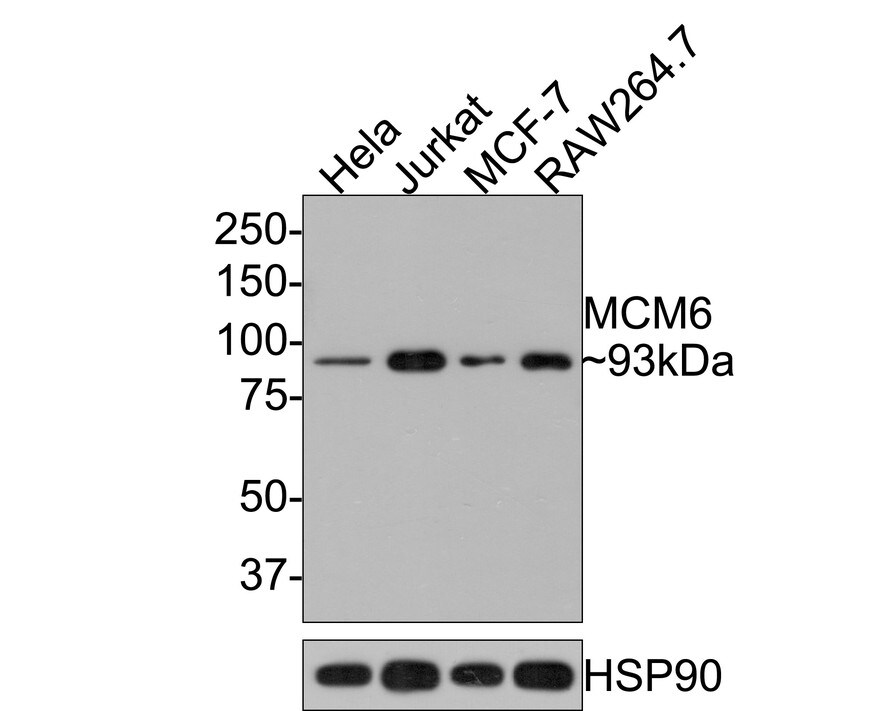 MCM6 Antibody (JE65-68) Western Blot: MCM6 Antibody (JE65-68) [NBP3-32579]
