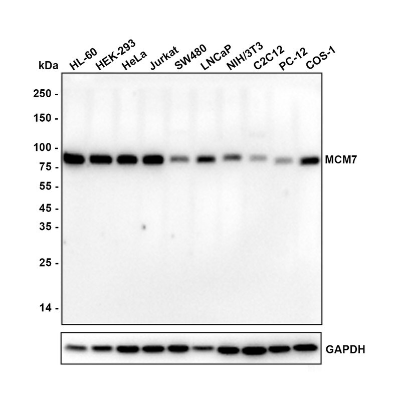 MCM7 Antibody (15E1-R) Western Blot: MCM7 Antibody (15E1-R) [NBP3-32580]