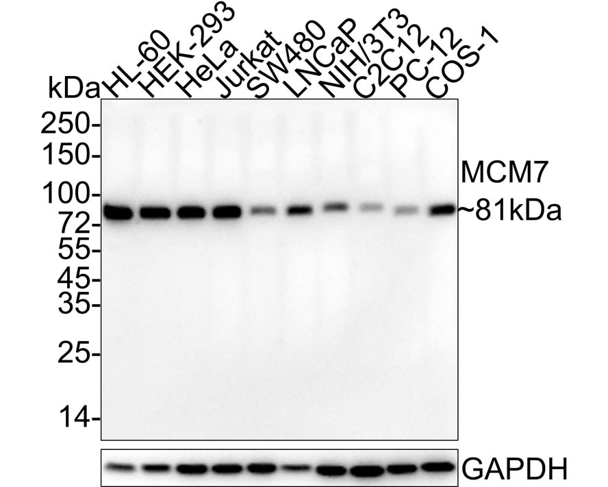 MCM7 Antibody (15E1-R)