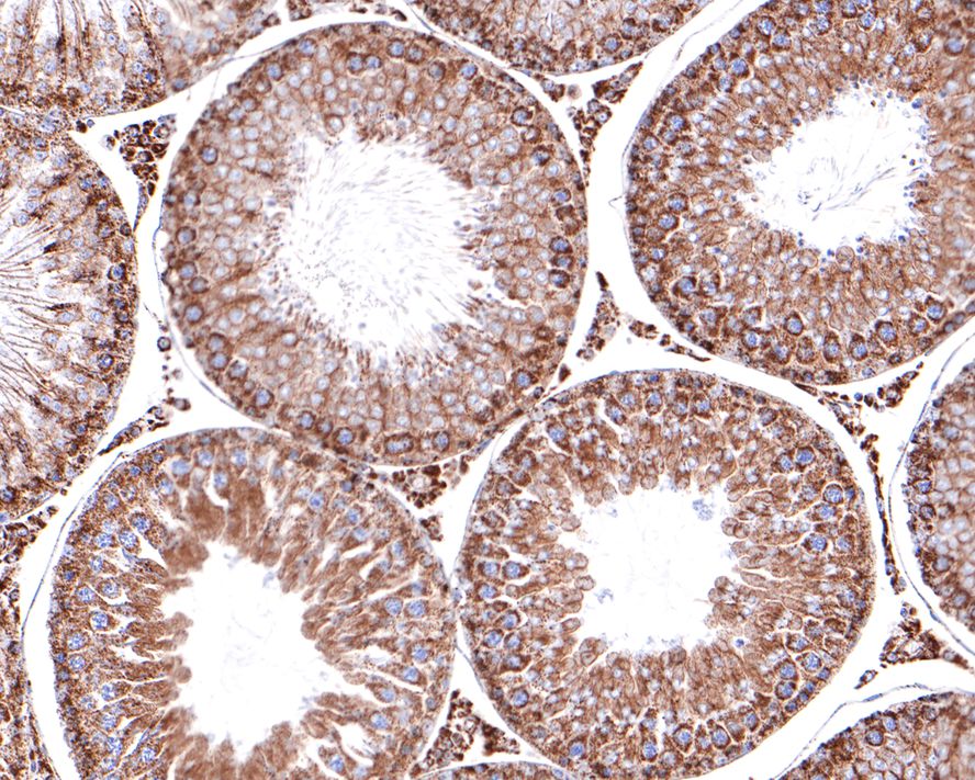 MDH2 Antibody (JE64-68)