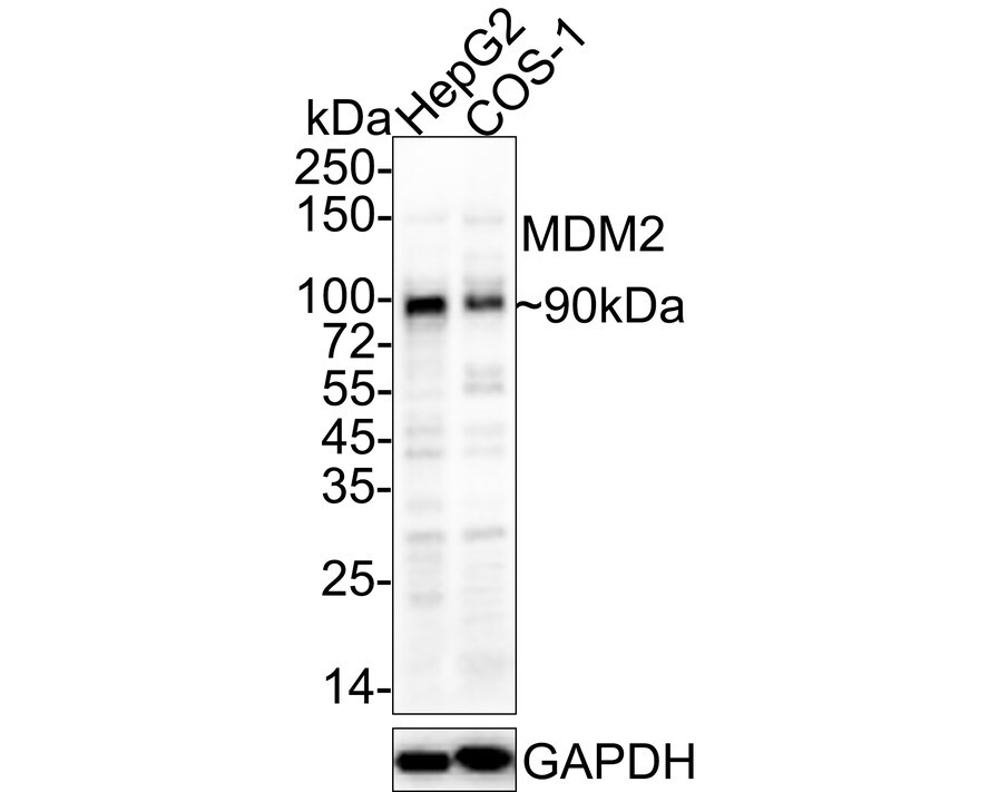 MDM2/HDM2 Antibody (A10E11-R) Western Blot: MDM2/HDM2 Antibody (A10E11-R) [NBP3-32584]