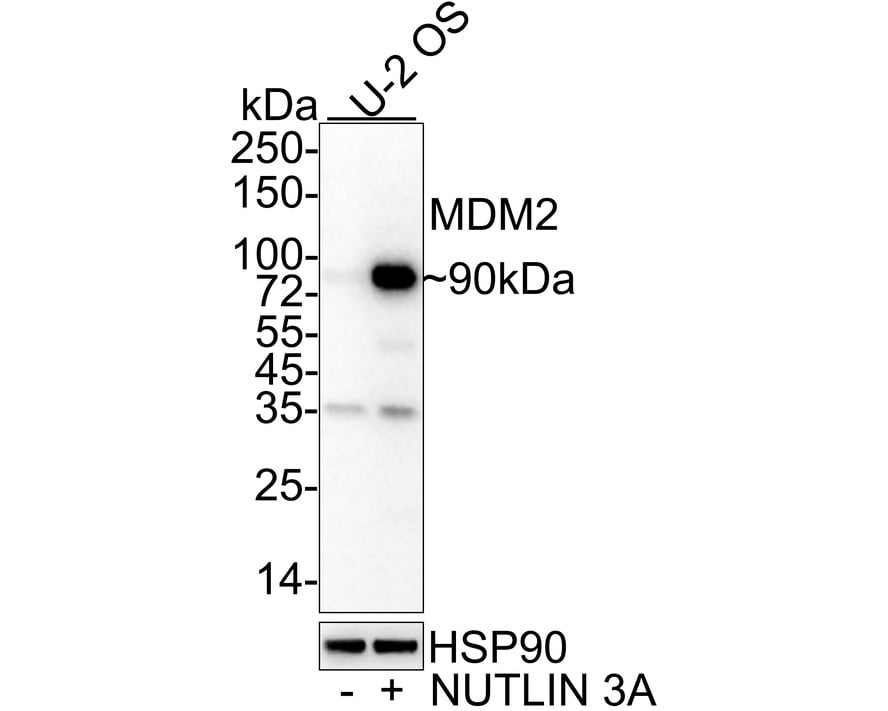 MDM2/HDM2 Antibody (A10E11-R)