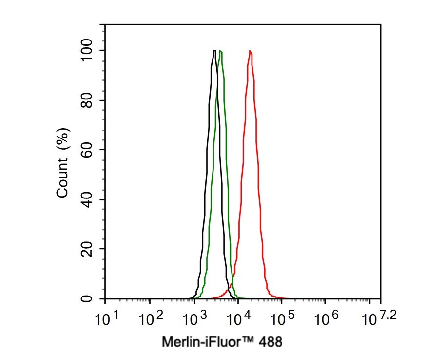 NF2/Merlin Antibody (PSH02-52)
